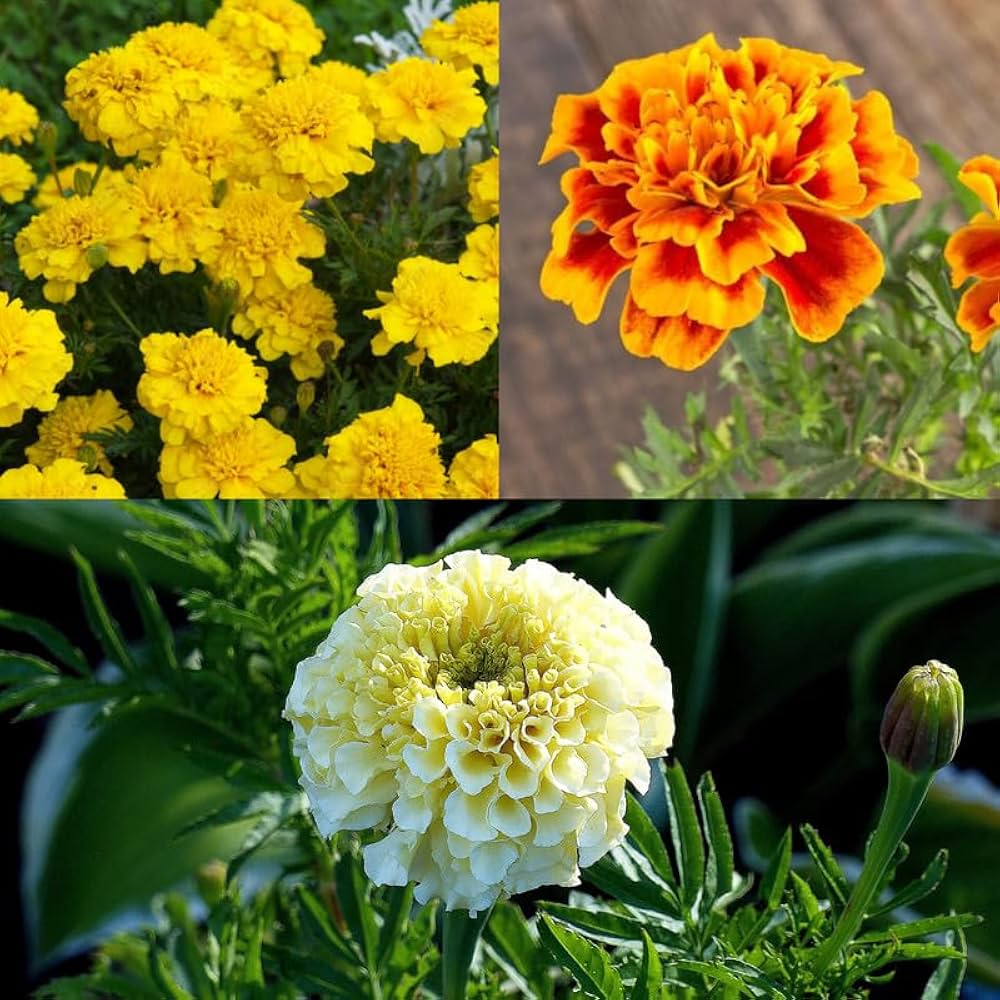 Marigold Flowers