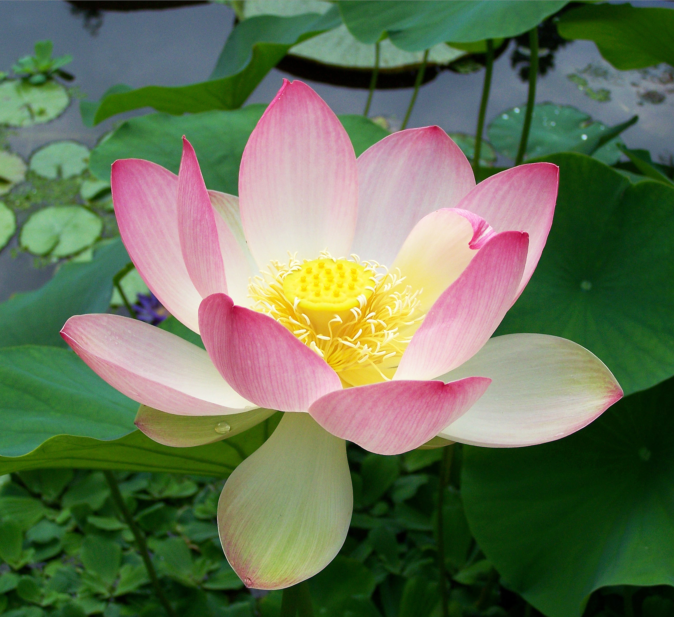 Lotus Flowers